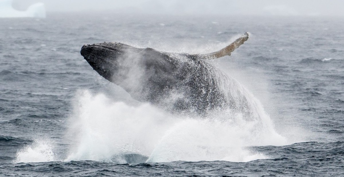 Feture image for Antarctica - Polar Circle - Whale Watching Expedition