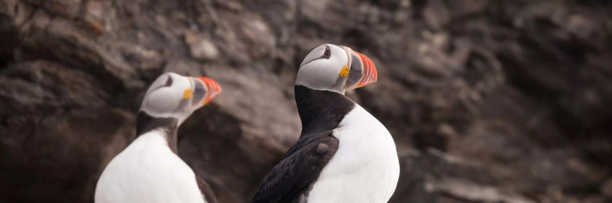 Feture image for Arctic Saga: Exploring Spitsbergen via the Faroes and Jan Mayen