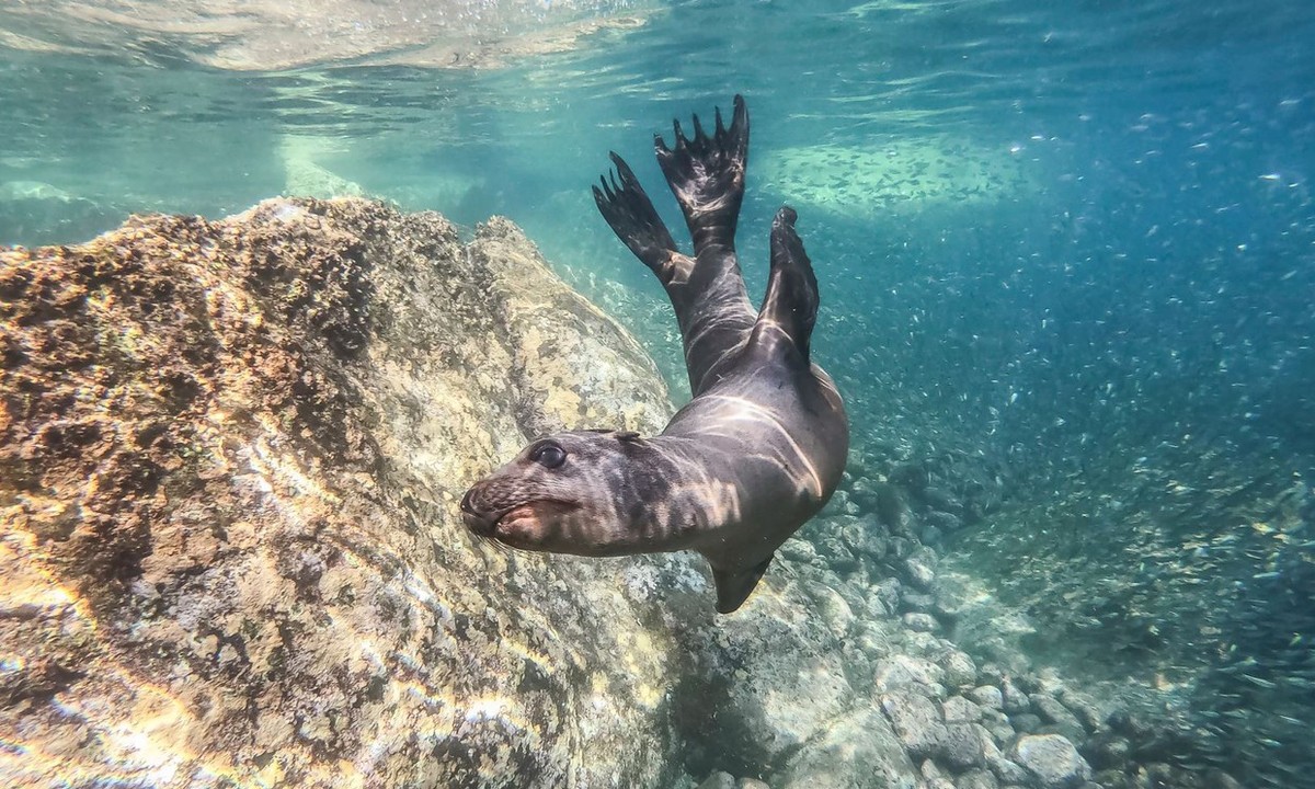 Feture image for Baja California's Whales & Sealife