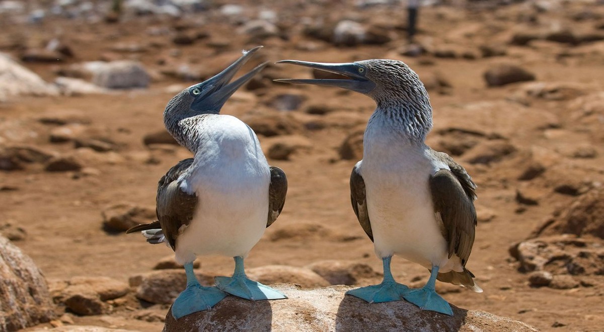 Feture image for Cachalote Explorer “Fernandina” Galapagos Islands Cruise