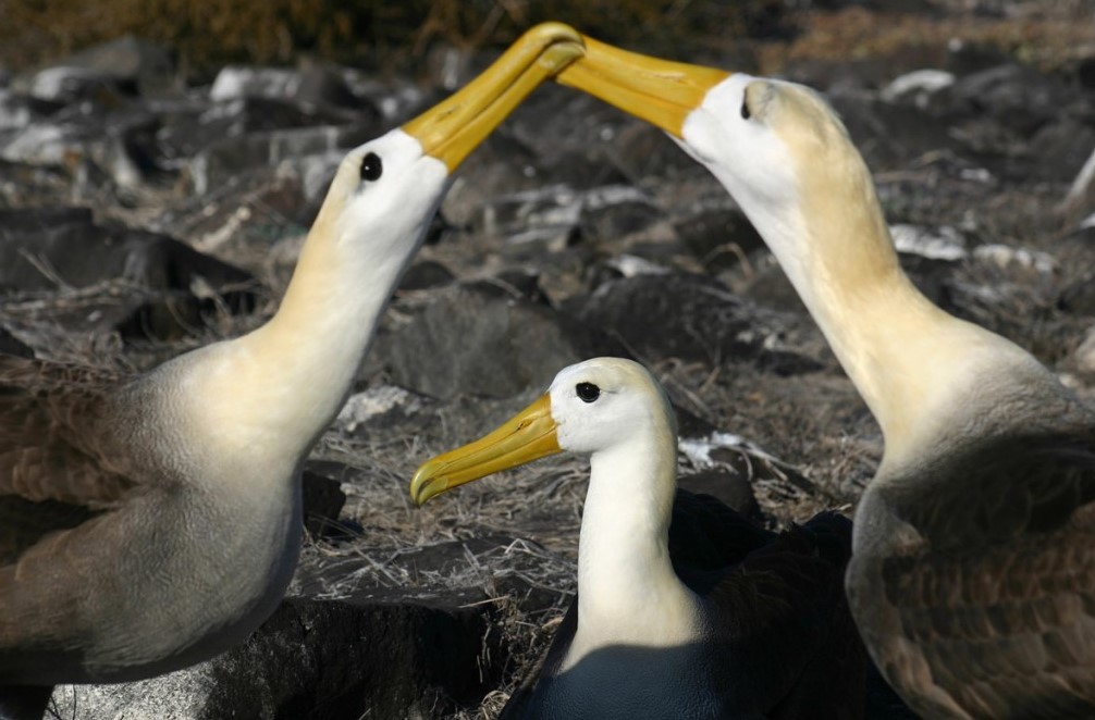 Feture image for Cachalote Explorer “Tower” Galapagos Islands Cruise