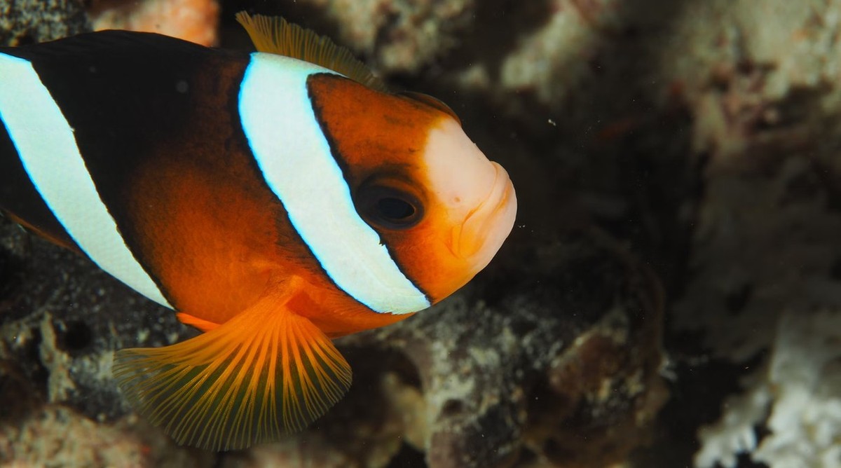 Feture image for From The Spice Islands To The Dragon Islands - From Ternate To Komodo