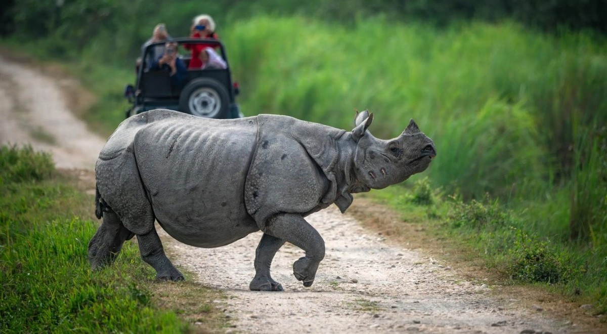 Feture image for India Expedition: Kolkata, Kaziranga and the Brahmaputra River