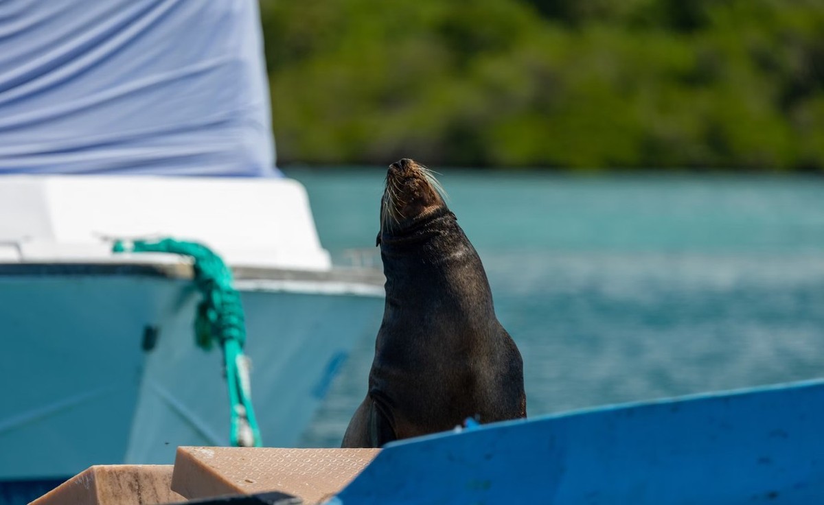 Feture image for Infinity Galapagos 4 Day Cruise