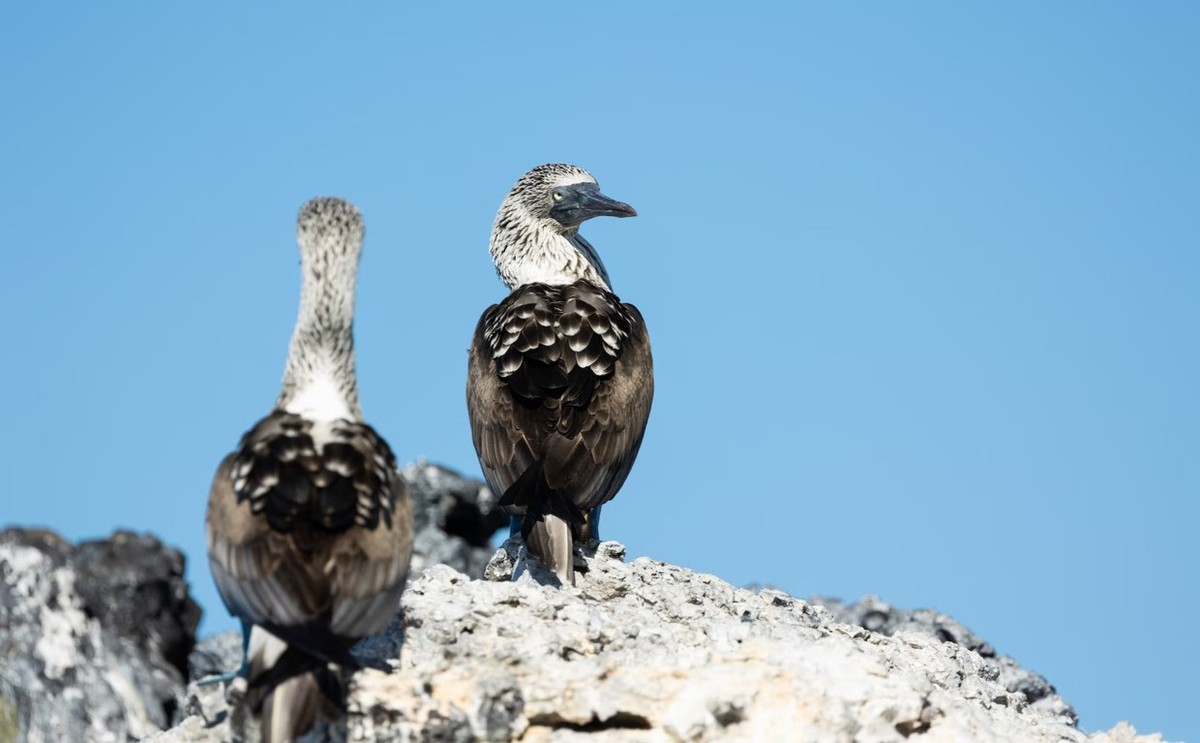 Feture image for Infinity Galapagos 5 Day Cruise