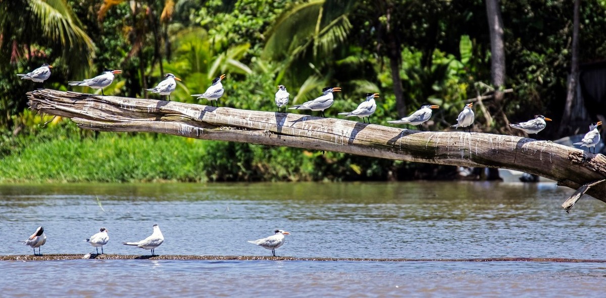 Feture image for Natural Wonders, Engineering Marvels - Costa Rica & Panama Cruising