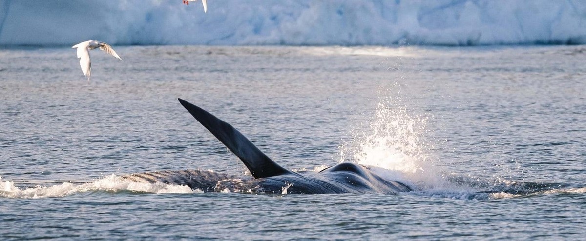 Feture image for Solar Eclipse Expedition: Svalbard to Greenland – Where Wilderness Meets Wonder