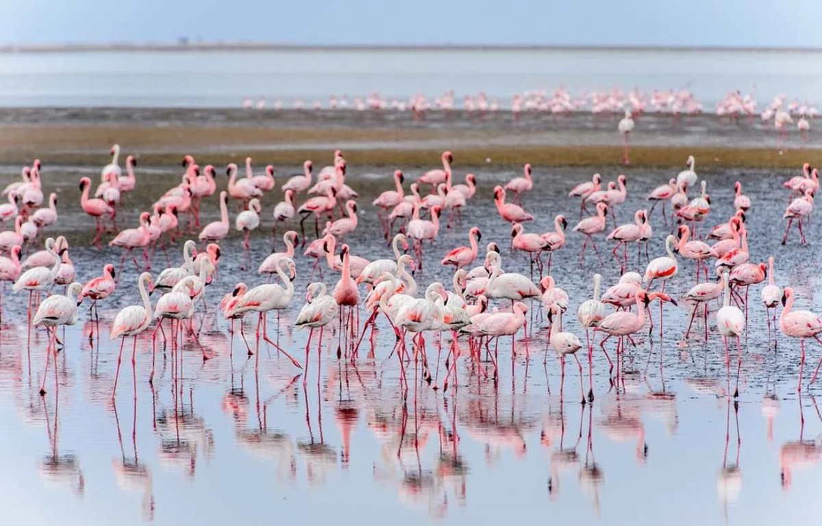 Feture image for 24 Days Luxury Atlantic Ocean Expedition - Puerto Williams to Walvis Bay