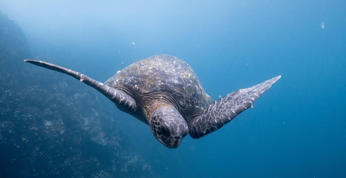 Feture image for Natural Paradise Galapagos 4 Day Luxury Voyage