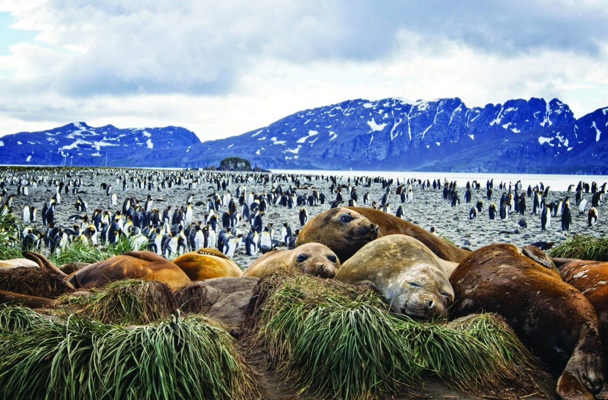 Feture image for South Georgia & Antarctic Odyssey Featuring the South Sandwich Islands