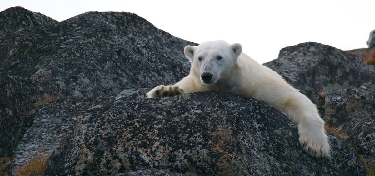 Feture image for Svalbard Circumnavigation - The Ultimate Bucket List Adventure