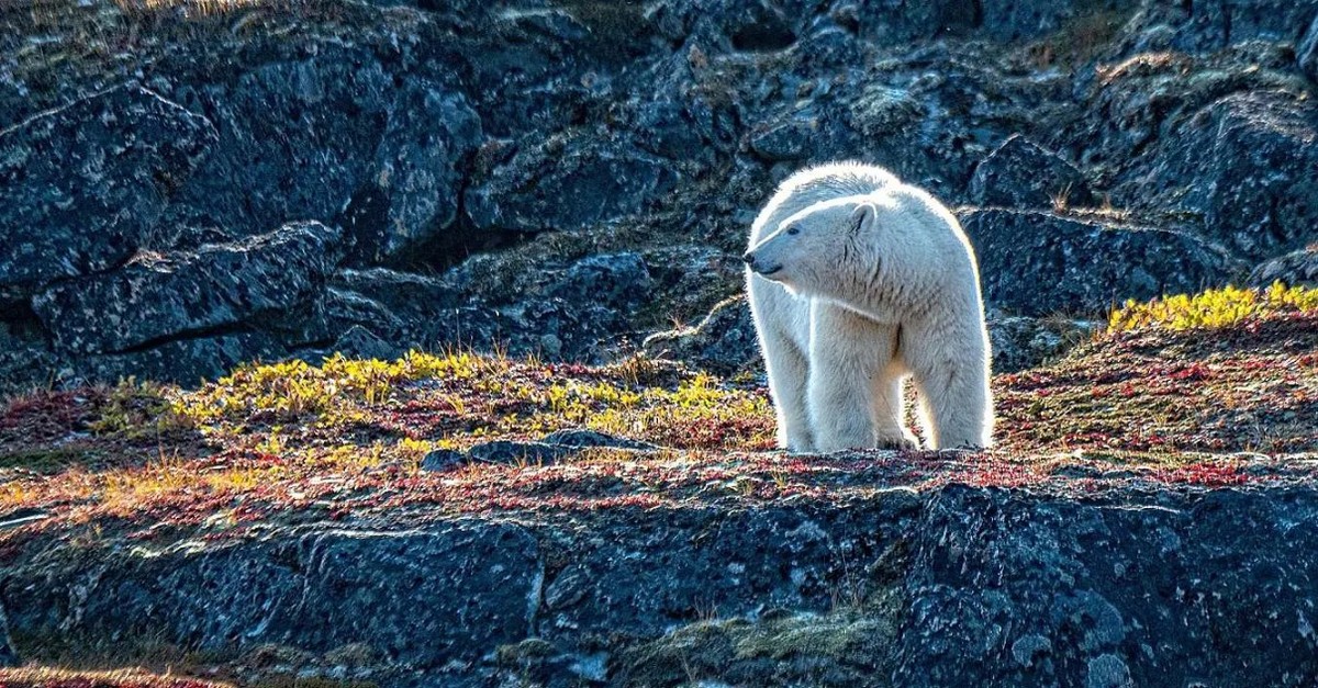 Feture image for Greenland & Wild Labrador: A Torngat Mountains Adventure Cruise